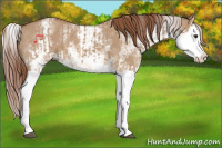 Horse Color:Red Dun Splash  and White Spotted Red Dun Splash 