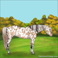 Horse Color:Bay Dun Appaloosa Rabicano 