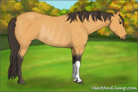 Horse Color:Buckskin Rabicano 
