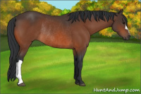 Horse Color:Bay Rabicano 
