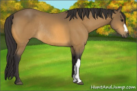 Horse Color:Buckskin Rabicano 
