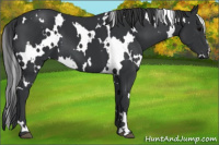 Horse Color:White Spotted Black 