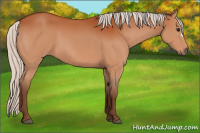 Horse Color:Silver Bay 