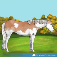 Horse Color:Silver Bay Splash 