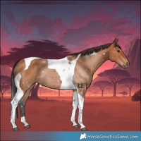 Horse Color:Bay Tobiano 