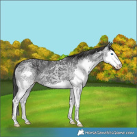 Horse Color:Black Ice Splash 