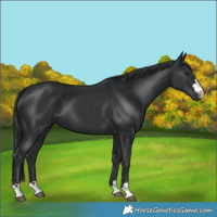 Horse Color:Black 