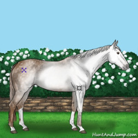 Horse Color:Gray Chestnut 