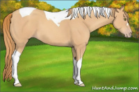 Horse Color:Gold Champagne Tobiano 