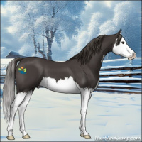 Horse Color:Smoky Black Splash 