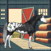 Horse Color:Black Splash Appaloosa 