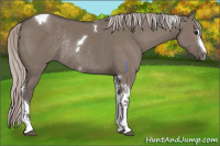 Horse Color:Silver Grullo Sabino Tobiano Rabicano 