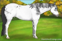Horse Color:White Spotted Blue Roan Splash Frame Appaloosa