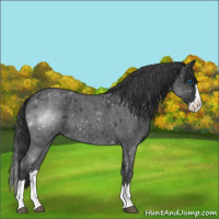 Horse Color:Blue Roan Splash 