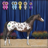Horse Color:Brown Appaloosa 
