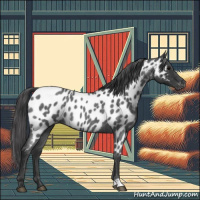 Horse Color:Blue Roan Appaloosa Rabicano 