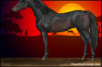Horse Color:Brown Appaloosa 
