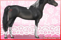Horse Color:Black Sabino Tobiano 