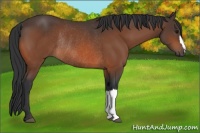 Horse Color:Bay Rabicano 