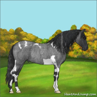 Horse Color:Blue Roan Tobiano Rabicano
