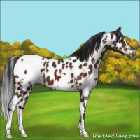 Horse Color:White Spotted Brown Appaloosa 