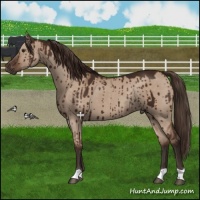 Horse Color:Liver Red Dun Rabicano Brindle 