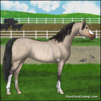 Horse Color:Bay Roan Dun Rabicano Brindle 
