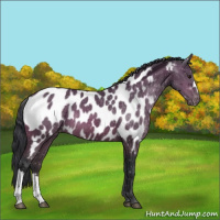 Horse Color:Bay Appaloosa