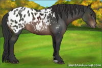 Horse Color:Brown Appaloosa Rabicano 