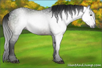 Horse Color:Gray Brown 
