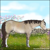 Horse Color:White Spotted Liver Red Dun Sabino Rabicano
