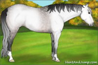 Horse Color:Gray Bay Appaloosa Rabicano