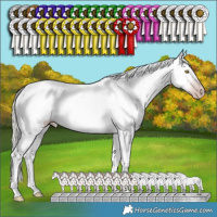 Horse Color:Gray Silver Sable Champagne Appaloosa Rabicano