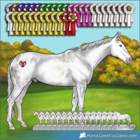 Horse Color:Gray Silver Sable Champagne Appaloosa Rabicano