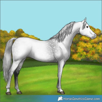 Horse Color:Gray Black 