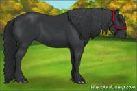 Horse Color:Black Chinchilla 