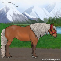 Horse Color:Silver Bay 