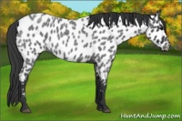 Horse Color:Blue Roan Appaloosa