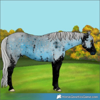 Horse Color:ERROR: UNKNOWN ANOMALY