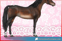 Horse Color:Brown Tobiano 