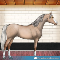 Horse Color:Silver Brown Pearl Dun 