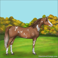 Horse Color:White Spotted Chestnut Splash 