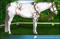 Horse Color:White Spotted Bay Near Leopard