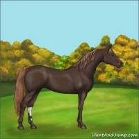 Horse Color:Liver Chestnut Rabicano 