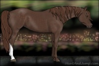 Horse Color:Liver Chestnut 