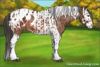 Horse Color:Bay Splash Tobiano Appaloosa  and Bay Splash Tobiano Appaloosa 