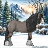 Horse Color:Grullo Splash 
