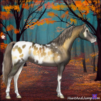 Horse Color:Chocolate Palomino Onyx Appaloosa