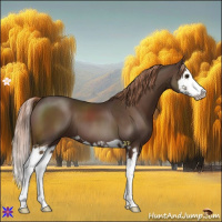 Horse Color:Liver Chestnut Splash 