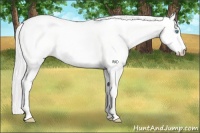 Horse Color:Cremello Dun 